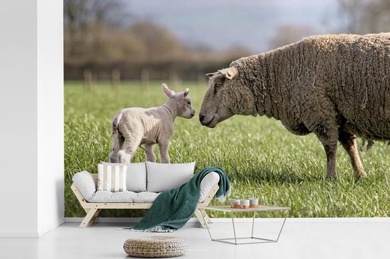 Papier peint photo vinyle - Mouton salue son agneau dans la prairie largeur 390 cm x hauteur 260 cm - Tirage photo sur papier peint (disponible en 7 tailles)