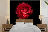 Behang - Fotobehang Een rode boterbloem met een zwarte achtergrond - Breedte 260 cm x hoogte 260 cm