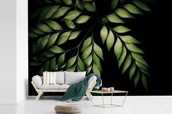 Papier peint photo vinyle - Les branches d'une fougère sur fond noir largeur 330 cm x hauteur 220 cm - Tirage photo sur papier peint (disponible en 7 tailles)