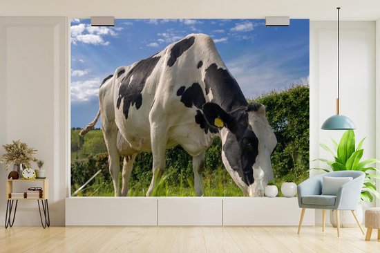 Une vache frisonne broutant par une journée d'été ensoleillée papier peint photo vinyle largeur 375 cm x hauteur 280 cm - Tirage photo sur papier peint (disponible en 7 tailles)