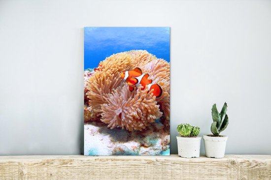 Vue latérale d'un poisson clown nageant devant une anémone aux îles Kerama Aluminium 20x30 cm - petit - Tirage photo sur aluminium (décoration murale métal)