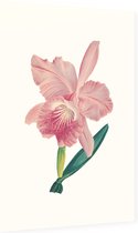 Orchidee Aquarel 3 (Orchid) - Foto op Dibond - 40 x 60 cm