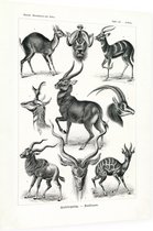 Antilope - Antilopina (Kunstformen der Natur), Ernst Haeckel - Foto op Dibond - 30 x 40 cm