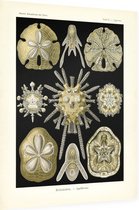 Clypeaster - Echinidea (Kunstformen der Natur), Ernst Haeckel - Foto op Dibond - 60 x 80 cm