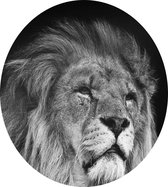 Statige Leeuw op zwarte achtergrond - Foto op Dibond - ⌀ 60 cm