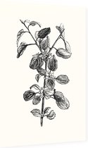 Hippophae zwart-wit (Buckthorn) - Foto op Dibond - 40 x 60 cm