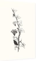Klimop zwart-wit 2 (Ivy) - Foto op Dibond - 40 x 60 cm