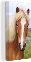 Tableau sur Toile Portrait d'un Cheval Islandais - 20x40 cm - Décoration murale