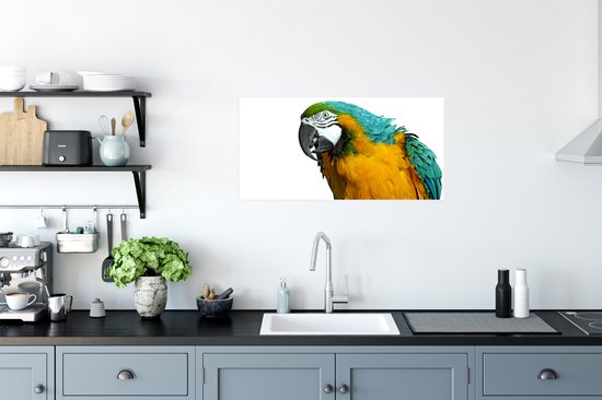 Affiche Perroquet - Vogel - Ressorts - Portrait - 80x40 cm