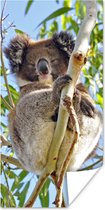 Poster Koala - Lucht - Takken - Kinderen - Jongens - Meiden - 80x160 cm