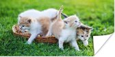 Poster Kittens - Kat - Mand - Meisjes - Kinderen - Jongens - Kids - 40x20 cm