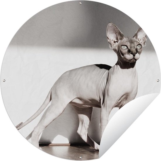 Foto: Tuincirkel sportieve sphynx kat met zonnestralen 120x120 cm ronde tuinposter buiten xxl groot formaat 