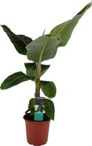 ZynesFlora - Musa - Bananenplant - Ø 21 cm - ↕ Hoogte: 90-100 cm – Kamerplant – Luchtzuiverend