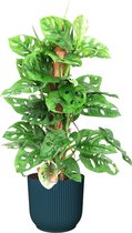 Hellogreen Kamerplant - Monstera Monkey Leaf - Met mosstok - 65 cm - ELHO Vibes Fold Rond Diepblauw