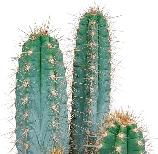 Cactus - Pilosocereus Azureus hauteur 27cm pot 12cm