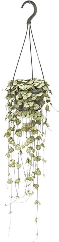 Ceropegia Woodii - ↨50cm - Ø15