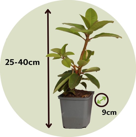 PLANT IN A BOX - Rhododendron Mix - Set de 3 Rhododendron - Pot ⌀9 cm - Hauteur ↕ 20-30 cm