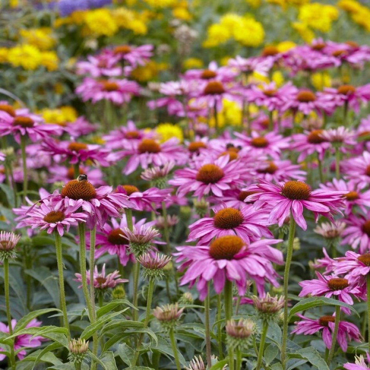 25 x Zonnehoed Magnus Roze - Grote Bloem Winterharde Tuinplant - Echinacea purpurea 'Magnus' in 9x9 pot met hoogte 0-10cm