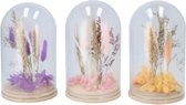 Droogbloemen in stolp 21 cm - Keuze uit drie kleuren - PAARS-ORANJE-ROZE ROOD - KEUZE DOORGEVEN KLEUR