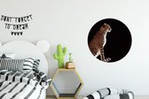 WallCircle - Wandcirkel - Muurcirkel - Cheeta - Dieren - Licht - Aluminium - Dibond - ⌀ 60 cm - Binnen en Buiten