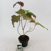 5 stuks | Hydrangea quercifolia C2 25-30 cm - Bladverliezend - Bloeiende plant - Geschikt voor tuinen aan zee - Groeit breed uit - Prachtige herfstkleur