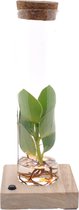 Plantenboetiek.nl | Clusia In Tube Glas + LED - Kamerplant - Hoogte 10cm - Potmaat 5cm