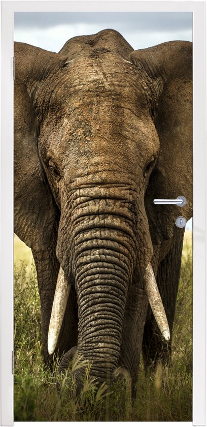 Sticker pour porte Éléphant - Nature - Herbe - Animaux - Paysage - 75x205 cm - Affiche de porte