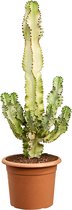 Euphorbia ingens marmorata Vertakt 120cm