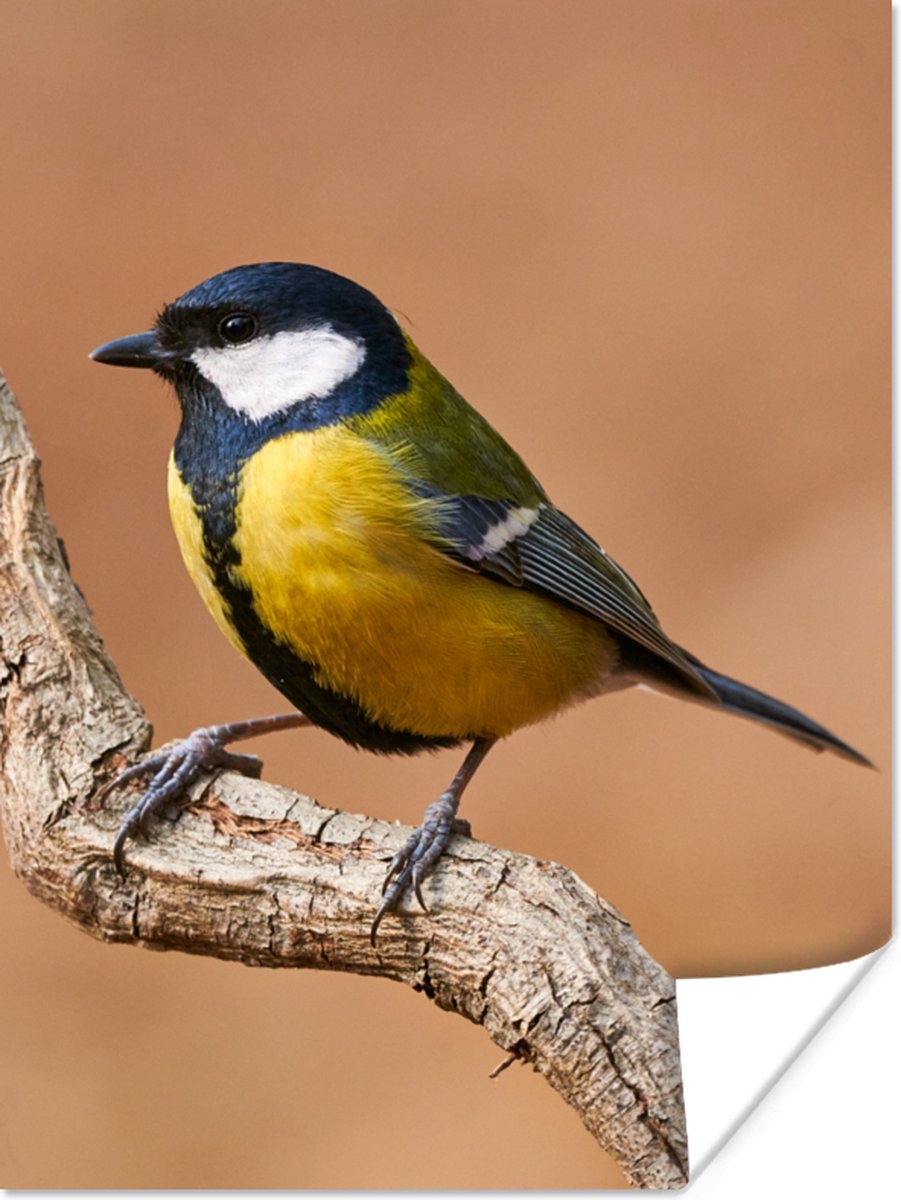 Poster Vogel - Koolmees - Takken - 30x40 cm