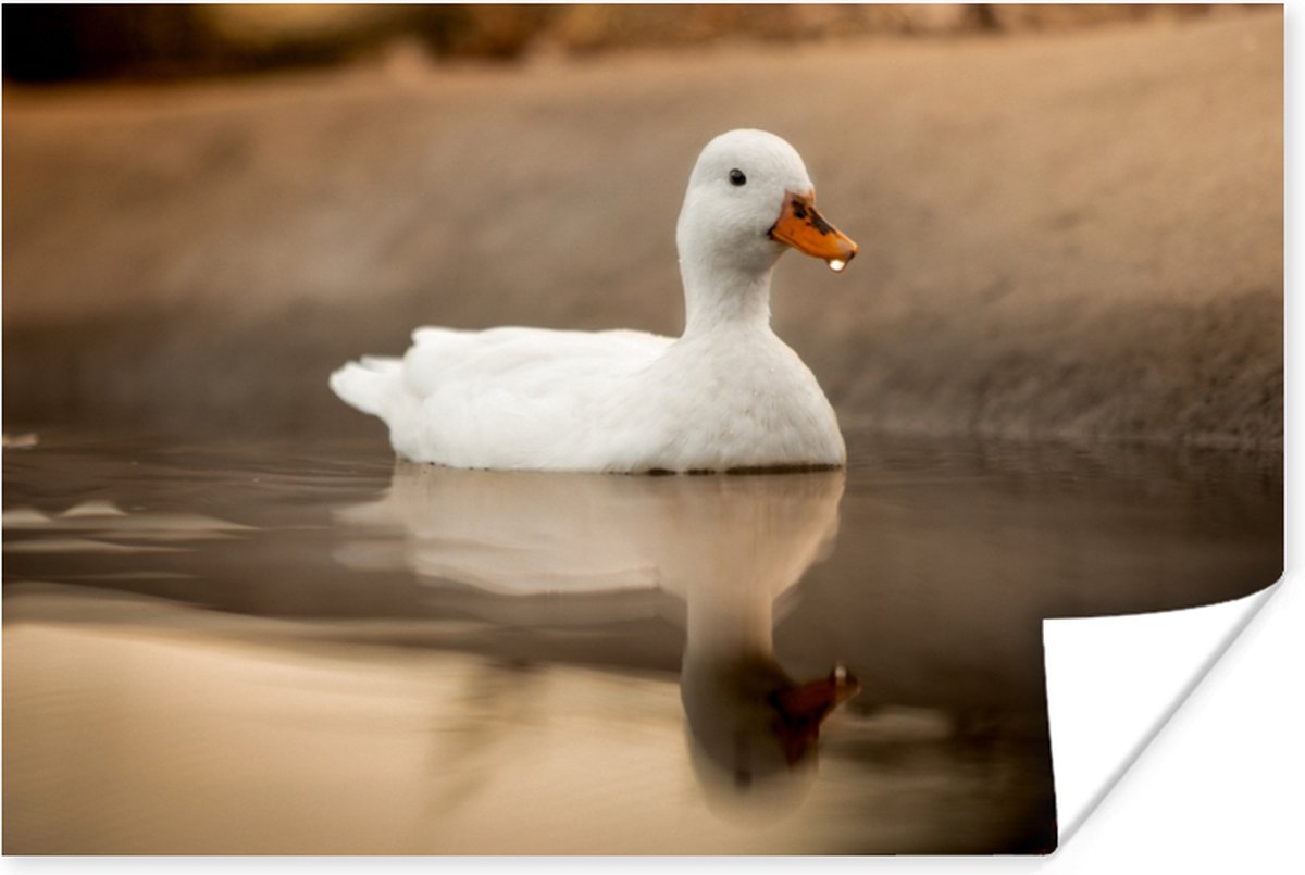Poster Eend - Vogel - Water - Wit - 90x60 cm