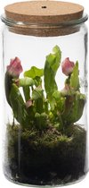 vdvelde.com - Weck Glas - Trompetbekerplant - Ecosysteem plant met lamp - 1 Vleesetende plant Bekerplant + Vleesetende planten boek - Ø 10,5 cm - Hoogte 21 cm