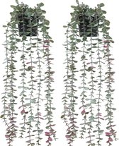 Set van 2 kunstplanten, hangende eucalyptusbladeren, kunstgroen, klimopbladeren, decor, 75 cm lang, kunststof, hangplanten, wijnstok, voor muur, balkon, decoratie, huis, tuin, binnen, buiten, decoratie (eucalyptus)