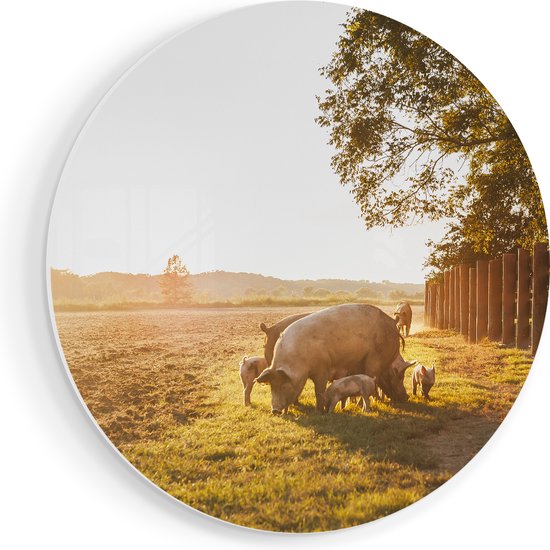 Artaza Forex Wall Circle Pig Family - Cochons - 60x60 cm - Plaque murale - Cercle mural - Peinture ronde - Cercle de Décoration murale