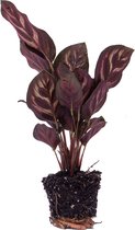 Calathea Makoyana - Pauwenplant - Terrarium plant - Potmaat 6