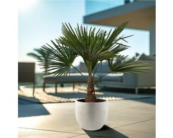 Chinese Waaierpalm - Trachycarpus hoogte 100cm potmaat 21cm