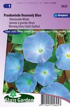 Sluis Garden - Klimmende Winde Clark's Blue (Ipomoea)