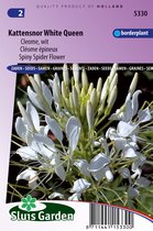 Sluis Garden - Kattensnor White Queen (Cleome)
