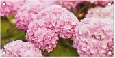 Tuinposter Struik - Bloemen - Roze - Hortensia - 60x30 cm - Tuindoek - Buitenposter