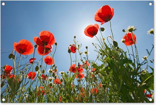 Tuinposter 90x60 cm - Tuindecoratie Felle zon boven een aantal klaprozen in Spanje - Poster voor in de tuin - Buiten decoratie - Schutting tuinschilderij - Tuindoek muurdecoratie - Wanddecoratie balkondoek