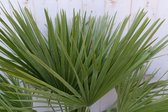 winterharde palmboom chamaerops humilis 100 cm hoog