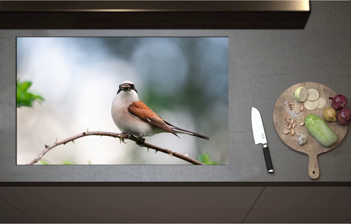 Inductieplaat Beschermer - Aankijkende Grauwe Klauwier Vogel op Tak - 90x55 cm - 2 mm Dik - Inductie Beschermer - Bescherming Inductiekookplaat - Kookplaat Beschermer van Zwart Vinyl