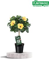 Plantenboetiek.nl | Hibiscus Rosa-sinensis Geel - Ø19cm - 75cm hoog - Tuinplant