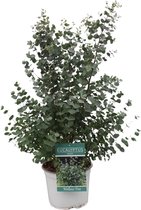 Plantenboetiek.nl | Eucalyptus Gunni - Ø23cm - Hoogte 65cm - Tuinplant