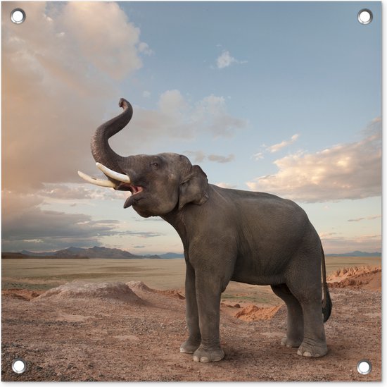 Trompetterende olifant in de woestijn