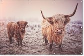 Muurdecoratie Schotse Hooglanders - Sneeuw - Zon - 180x120 cm - Tuinposter - Tuindoek - Buitenposter