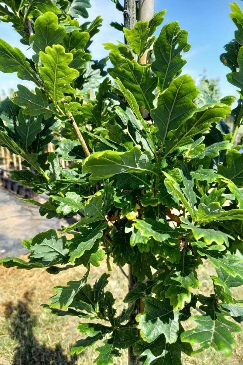 Jonge Zuilvormige Eikenboom | Quercus robur 'Fastigiate Koster' | 150-200cm hoogte